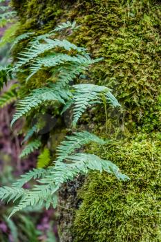 Ferns grow from a moss-covered tree at Dash Point State Park in Washington State. Macro image.