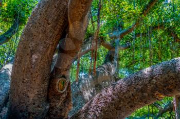 A macro shot of a section of the huge Banyan tree in Lahaina on Maui, Hawaii.