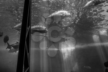 Fish swim beneath beams of light in and aquarium.