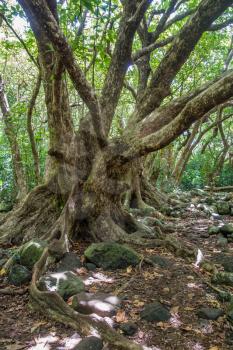 A view of trees in the Iao Valley on Maui, Hawaii.