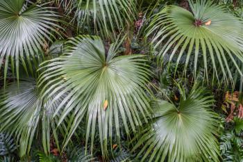Closup shot of ferns in Iao Valley on Maui, Hawaii.