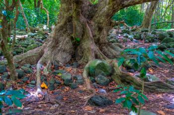 A view of a tree trunk  in the Iao Valley in Maui, Hawaii.