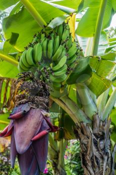 A view of a bucnh of bananas growing. Shot take on Maui, Hawaii.