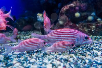 Closeup shot of red and white fish in an aquarium.