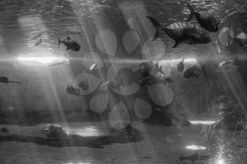 Fish swim beneath beams of light in an aquarium.