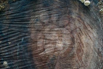 Crosssection of a thick, old, hewn tree. Shot taken in Olympic National Park in Washington State. Bacground or texture