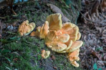 Closeup of orange and yellow mushrooms growing at Discovery Park in Seattle, Washington