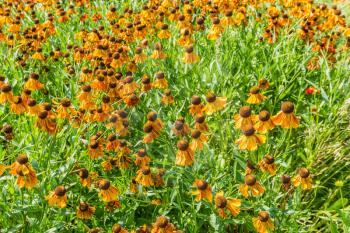 A background shot of orange flowers in a garden in Bellevue, Washington.