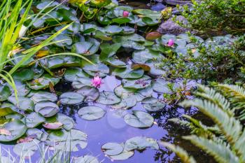 A pond with Lily flowers and pads.