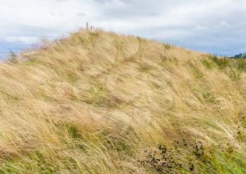 A view of prairie grass at Dune Peninsula Park in Tacoma, Washington.