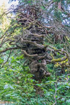 An unusual gnarly tree at the Seattle Arboretum.