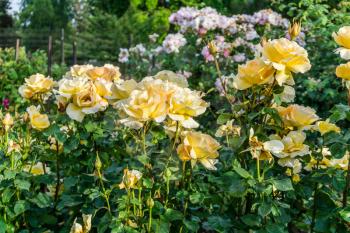 A close-up shot of a cluster of yellow roses at Point Defiance Park in Tacoma, Washington.