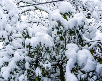 Clumps of snow cling to plant and tree branches.