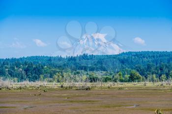 A view of the Nisqually Wetlands and Mount Rainier.
