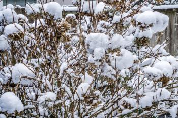 Balls of snow cling to a Hydrangea bush.