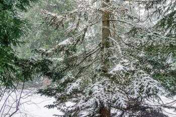 A thick snow is falling onto evergreen trees in the Pacific Northwest.