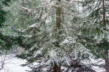 A thick snow is falling onto evergreen trees in the Pacific Northwest.