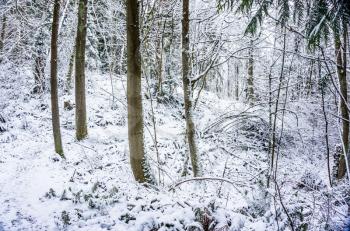 A view of a Pacific Northwest trail that is covered with snow.
