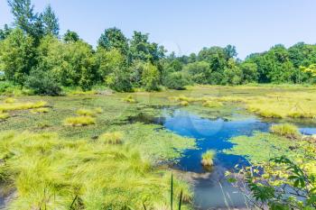 A landscape shot of the Nicqually Wetlands in Washington State.