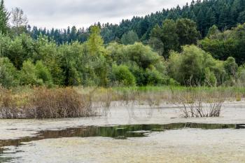 Wildlofe refuge wetlands in Kent, Washington.