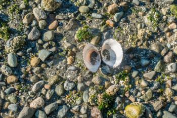 Background shot of rocks with a seashell at Seahurst Beach in Burien, Washington.