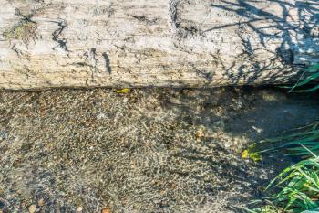 A closeup shot of a driftwood log and a stream at Seahurst Park in Burien, Washington.