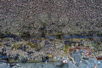 A closeup shot of a seawall wint barnacles.