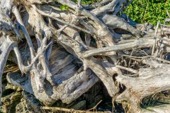 A closeup shot of tangled driftwood.