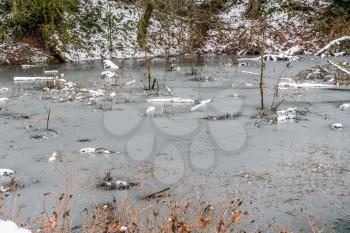 A very thin layer of ice has formed on the surfae of a pond.