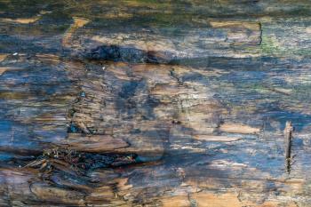 Closeup image of a wet log.  Background or texture