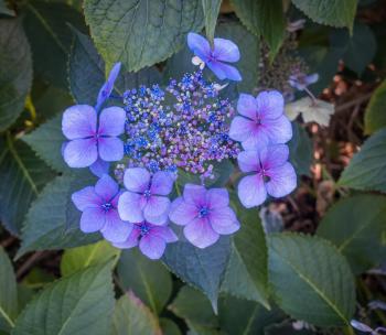 Macro shot of blue flowers.