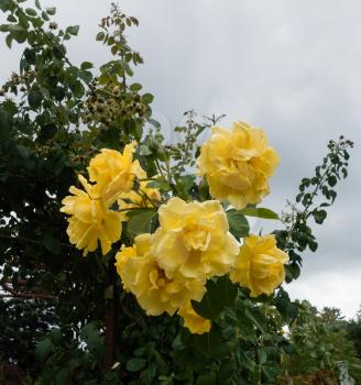 View of a bunch of yellow roses with a gray sky in the background.