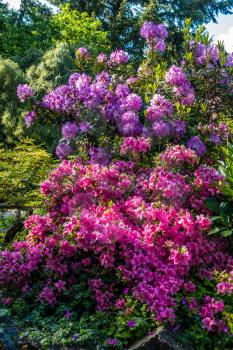 Rhododendrons and Azalieas burst with color at the Highline Botanical Gardens in Seatac, Wahsington.