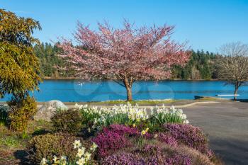 A view of a blooming Cherry tree and garden on the shore of Lake Washington.