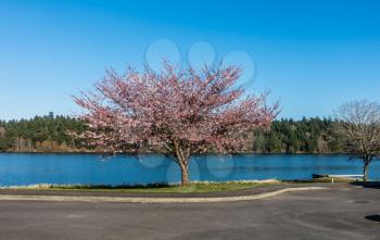 A view of a blooming Cherry tree on the shore of Lake Washington.