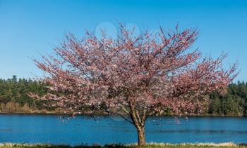 A view of a blooming Cherry tree on the shore of Lake Washington.