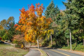 Fall colors pop out on this tree in Autumn on a Burien, Washington street.