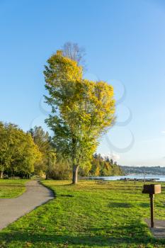 A tree with autumn leaves stands out at Saltwater State Park in Des Moines, Washington.