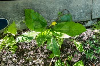 A Skunck Cabbage grow perilously close to a wooded walking plank.