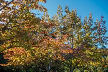 Autumn colors expplde in Seatac, Washington.