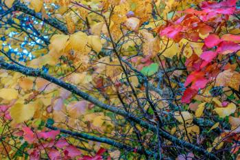 Abstract HDR closeup image of fall colors. Leaves and branches.
