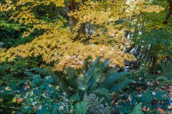 A view of fall leaves and green ferns in the Pacific Northwest.