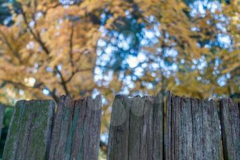A cedar fence stands in front of a Japanese Maple tree in Autumn. Shot taken in Burien, Washington.