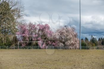 A view of a ball field and Cherry trees in Seatac, Washington.