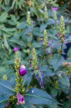 Closeup shot of purple and white flower buds. Macro shot.