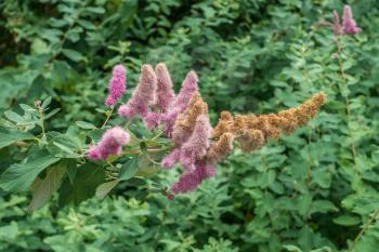 Closeup of a pink fuzzy flowers. Shot taken at Coulon Park in Renton, Washington.