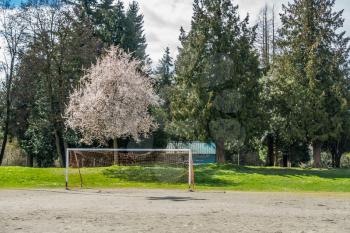 A soccer goal stands in fron of a Cherry tree with white blossoms.