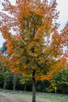 Golden fall colors are on display on this tree in Burien, Washington.
