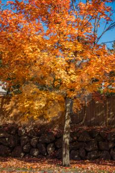 A tree in Burien, Washington radiates golded Autumn colors.