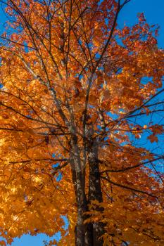 A tree in Burien, Washington radiates golded Autumn colors. Background shot.